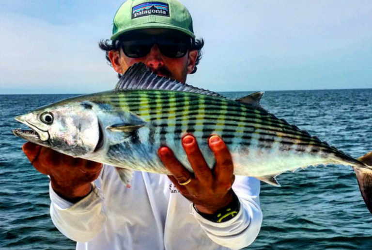 Bonito Fish Rig Atlantic Bonito – RI Fishing